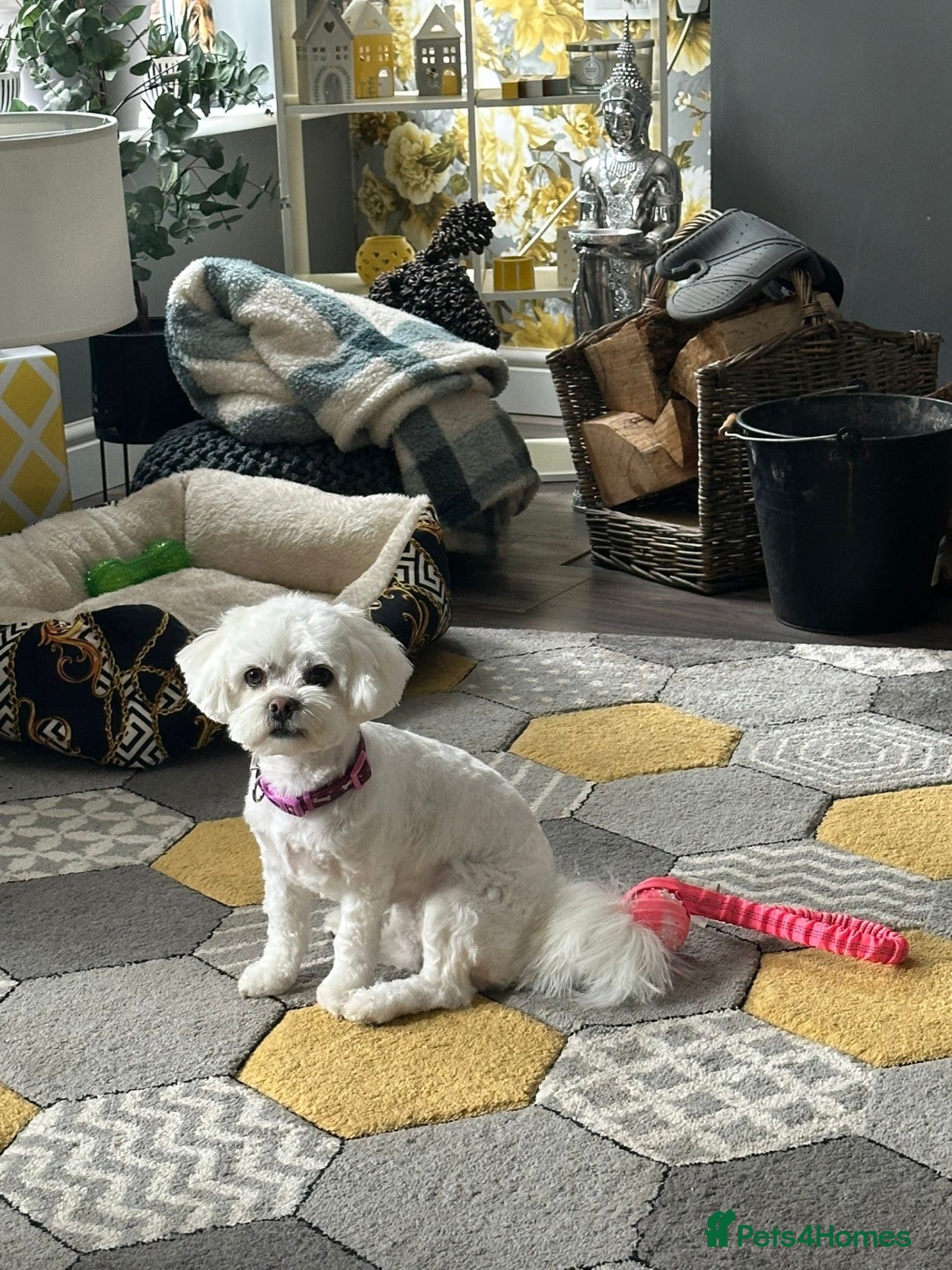 Maltipoo dogs Puppies  - Advert 1
