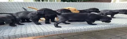 Labrador Retriever dogs for sale: Labrador puppies  - Advert 16