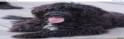 Saint Berdoodle dogs for sale: Striking and Rare Saint Bernadoodle Pups - Advert 15