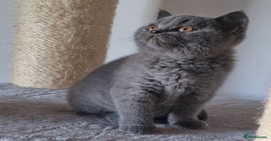 British Shorthair cats - Advert 16