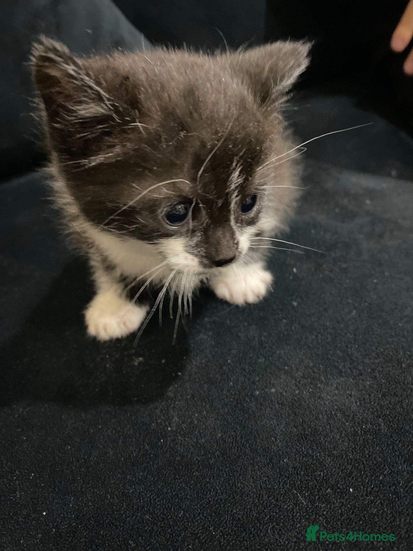 Mixed Breed cats Mixed breed kitten  - Advert 1