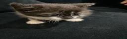 Mixed Breed cats for sale: Mixed breed kitten  - Advert 1