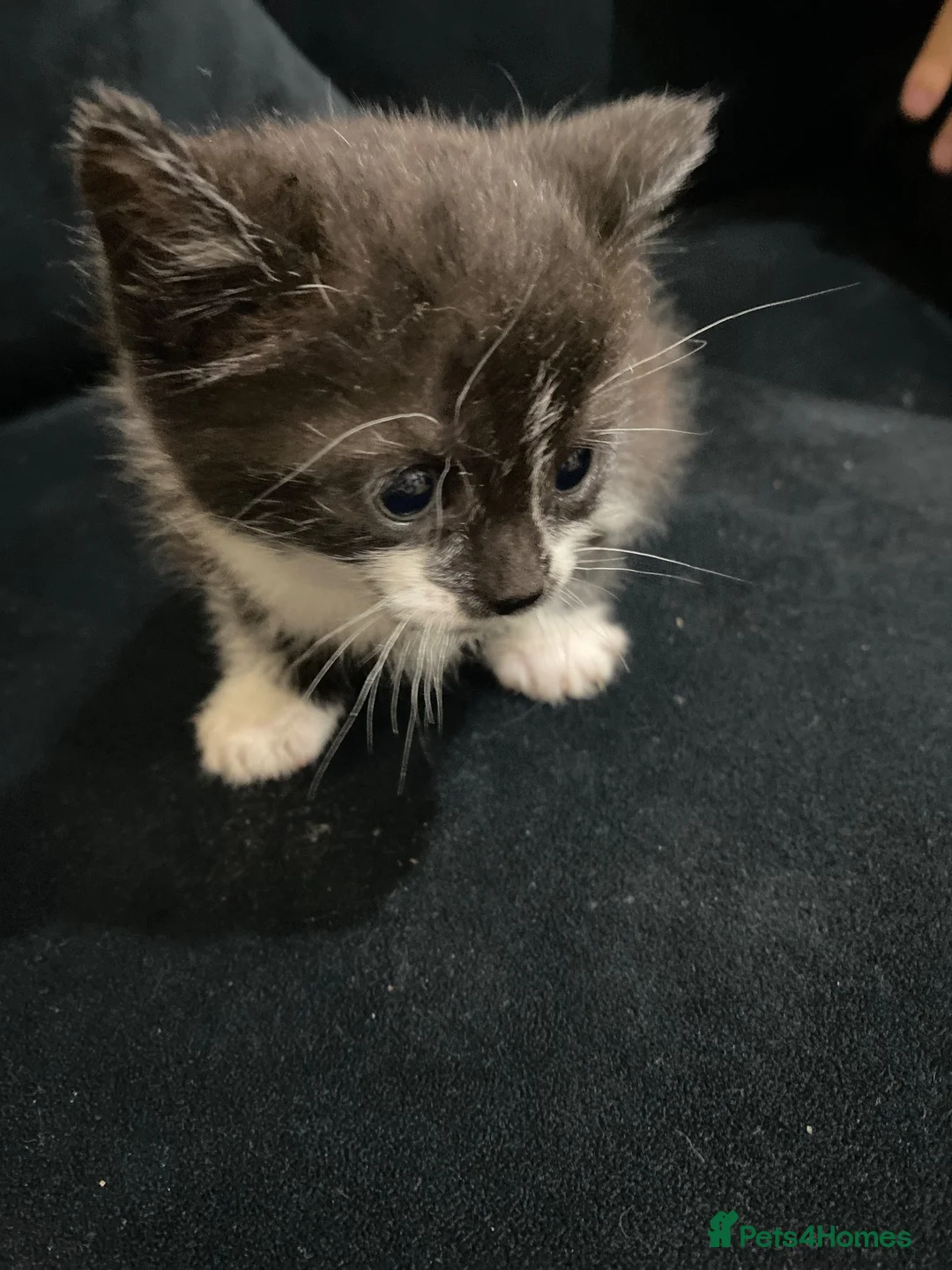 Mixed Breed cats for sale: Mixed breed kitten  - Advert 1