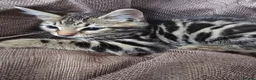Mixed Breed cats for sale: Beautiful Bengal × British Shorthair Kittens - Advert 23