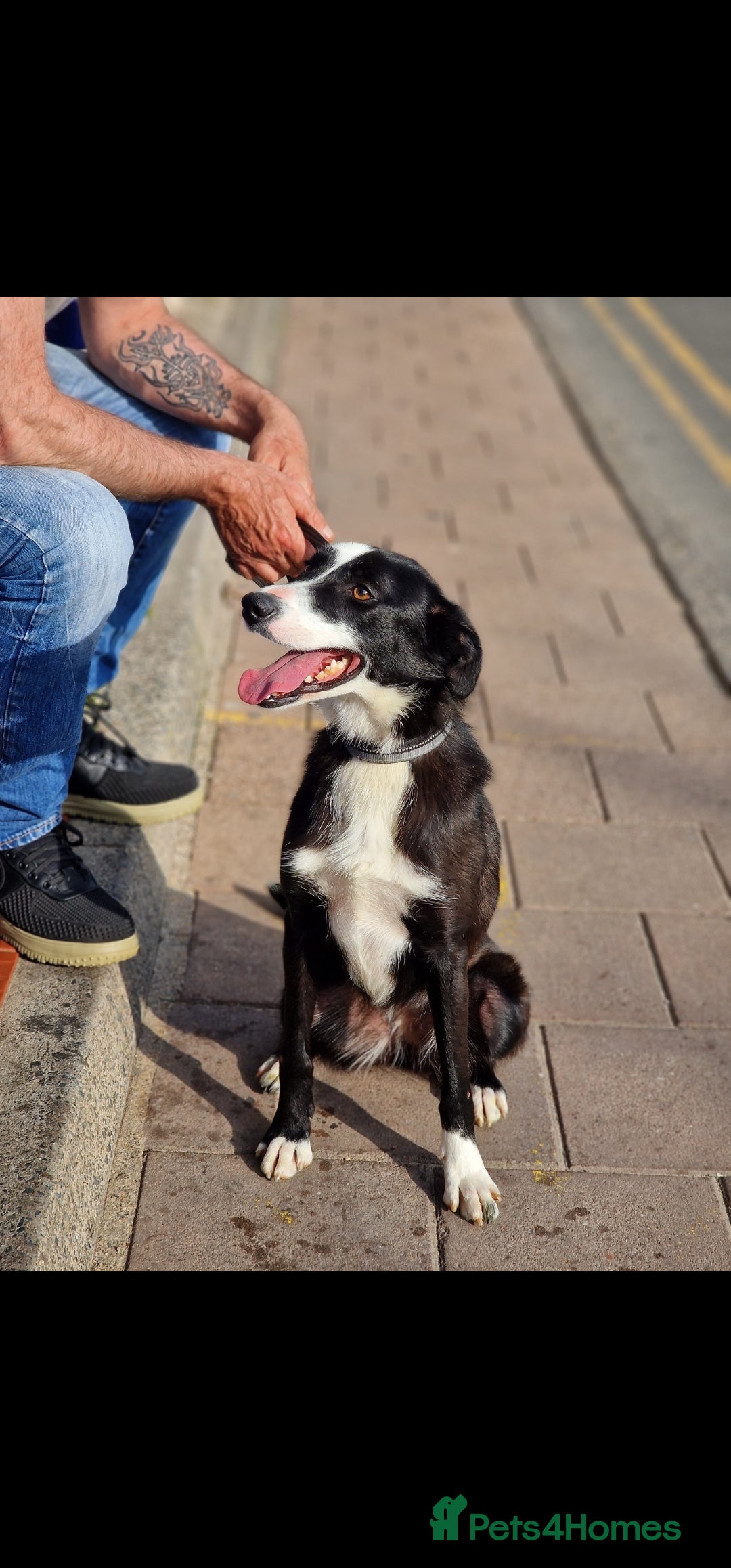 Border Collie dogs 2 year old Fly in need of a loving pet home 🏡  - Advert 5