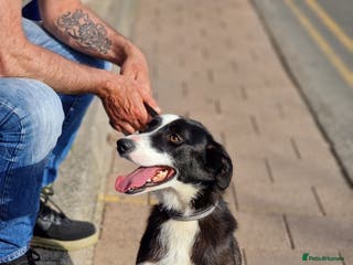Border Collie dogs 2 year old Fly in need of a loving pet home 🏡 - Advert 5