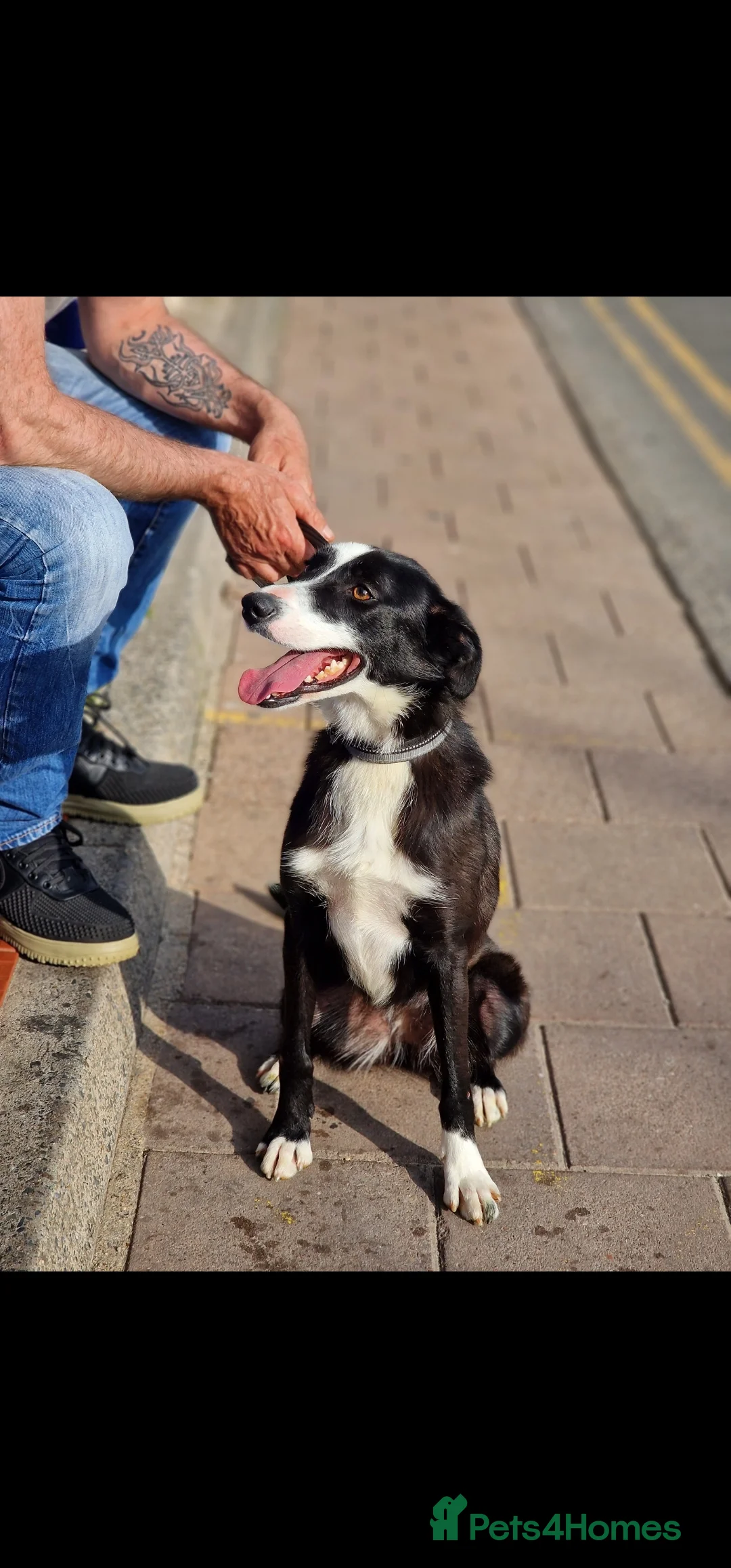 Border Collie dogs for sale: *FLY HAS NOW BEEN RESERVED* - Advert 1