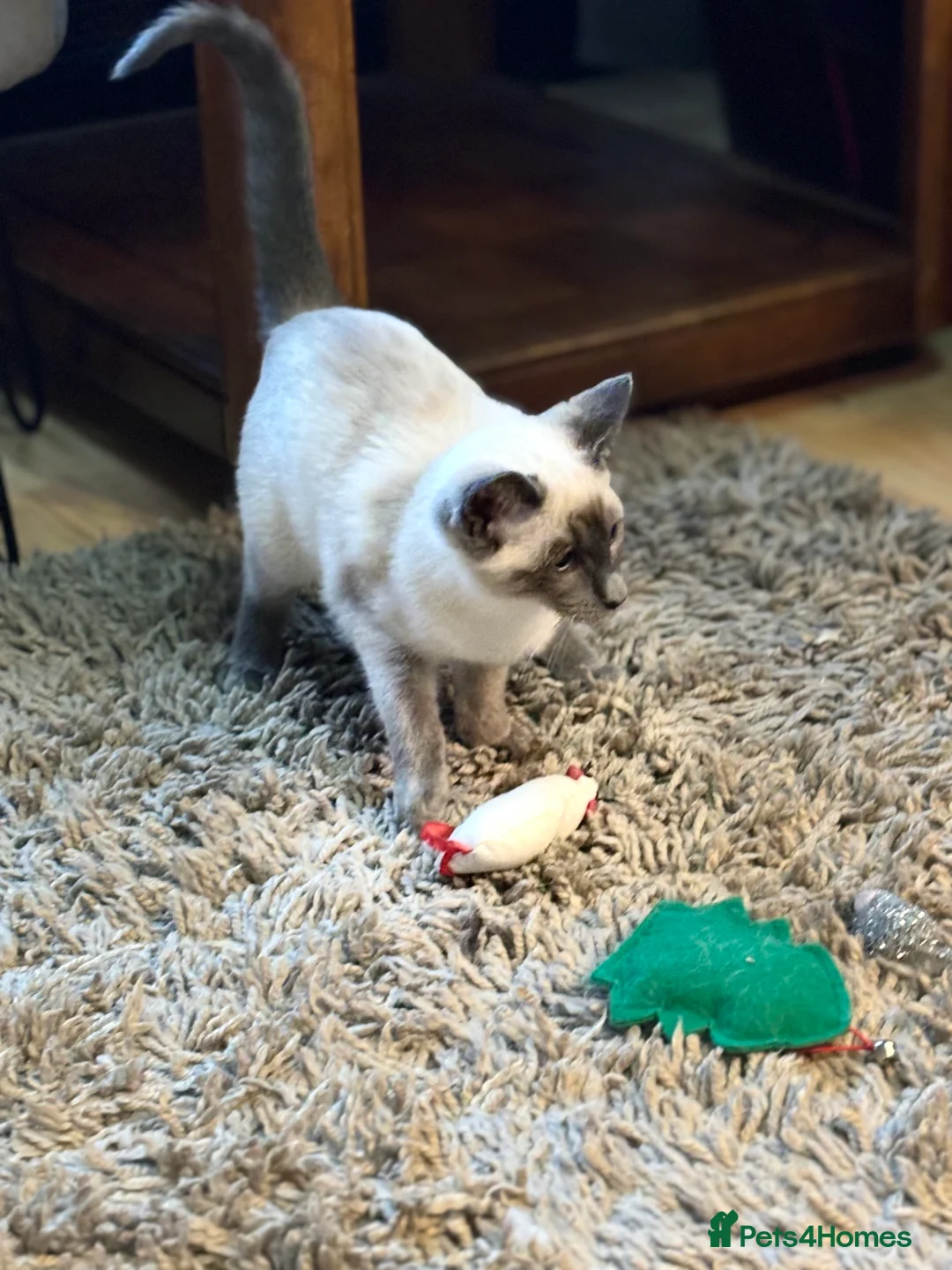Siamese cats for sale: Blue point Siamese girl - Advert 3