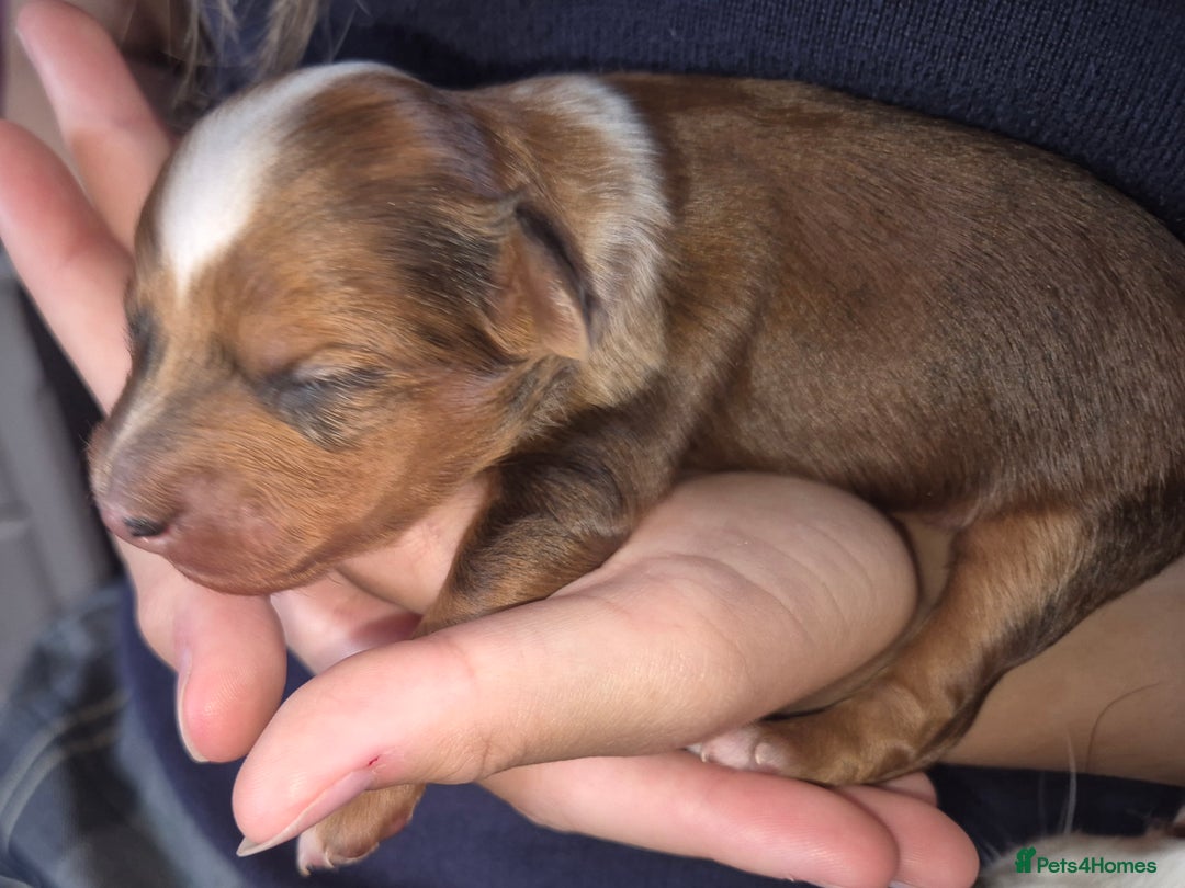 Mixed Breed dogs for sale: Cockapoochis For Sale - Image 5