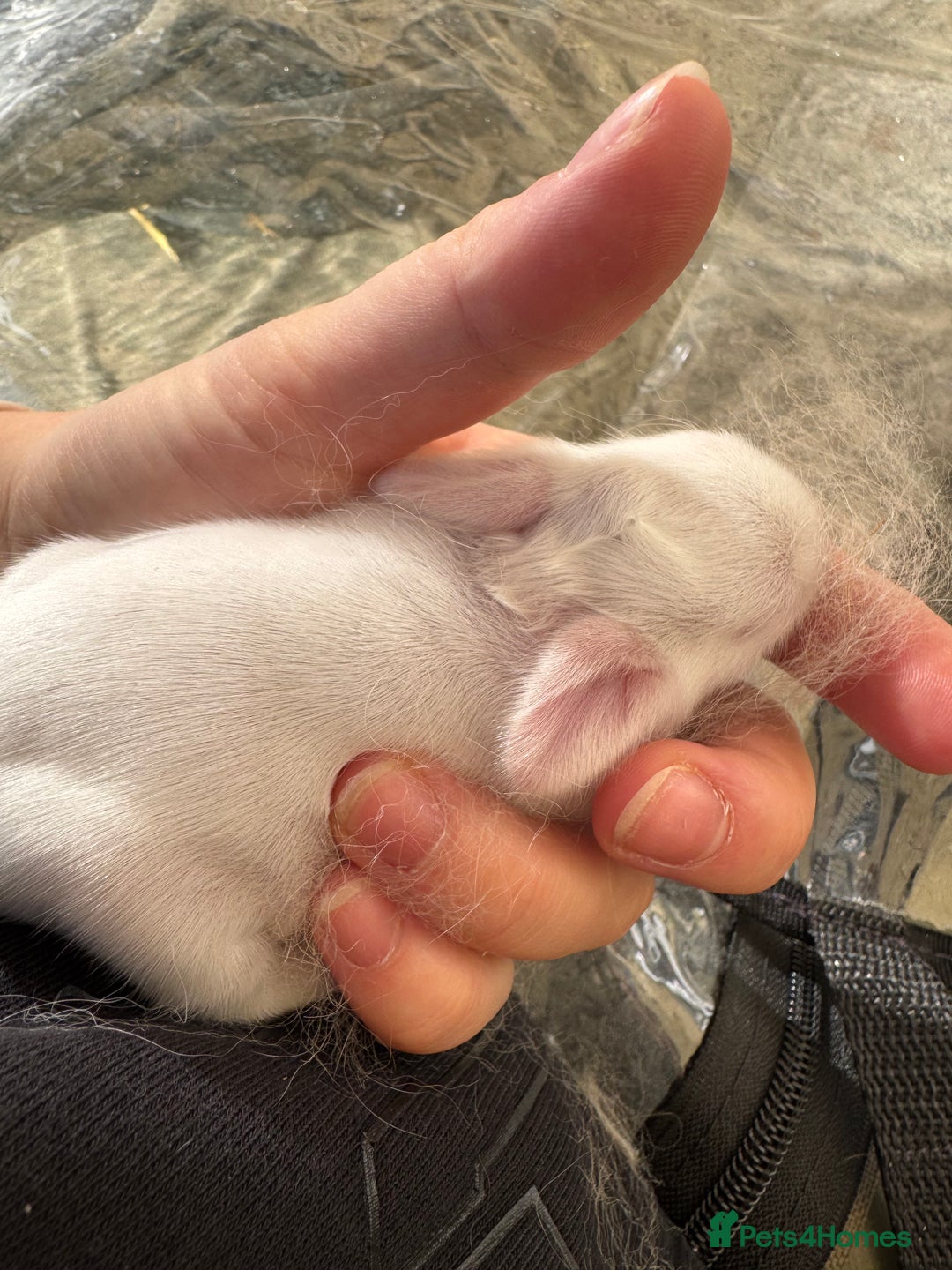 Lionhead rabbits for sale: ✨ Lionhead x Angora Bunny  ✨ - Advert 8