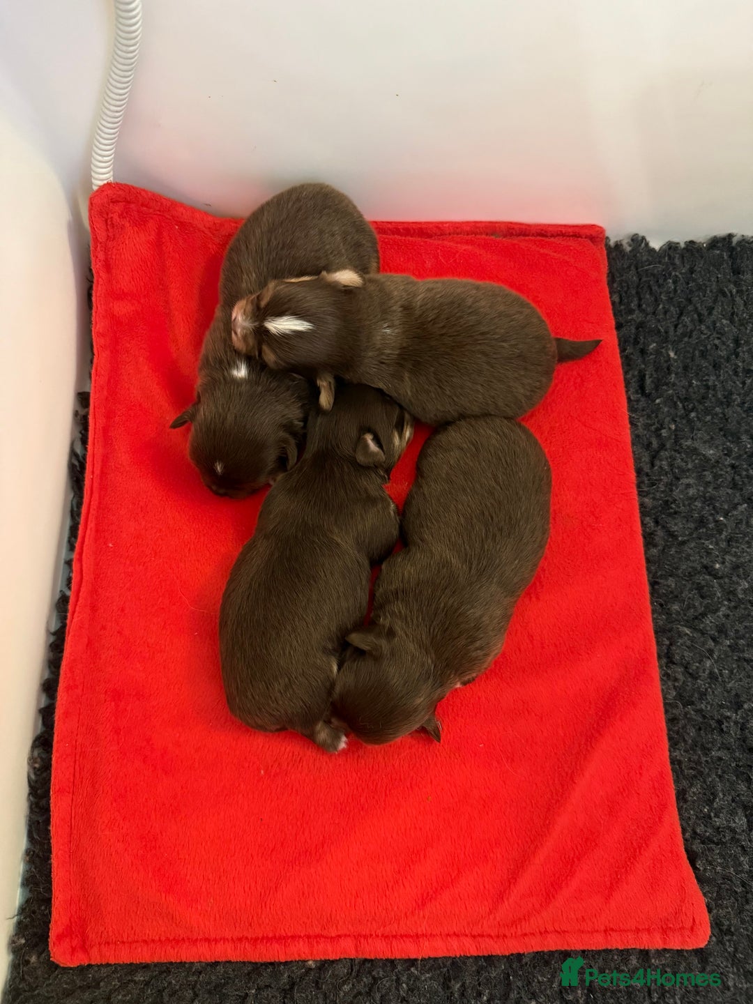 Chihuahua dogs for sale: Rare long haired Chocolate & tan with green eyes  - Image 9