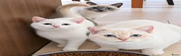 British Shorthair cats for sale: Beautiful Colourpointed Kittens - Advert 9