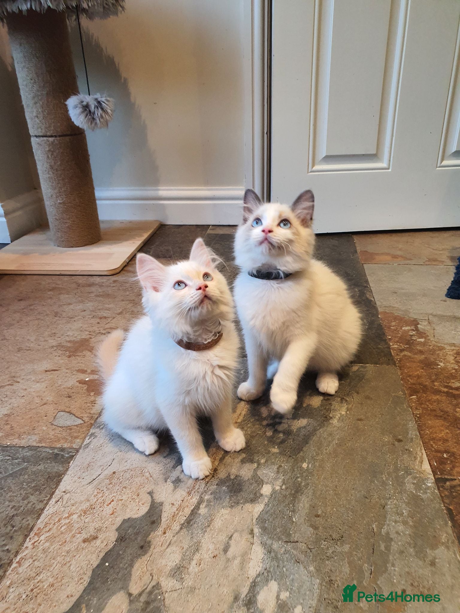 Ragdoll cats 💖Very Beautiful GCCF Registered Ragdoll Kittens. - Advert 2