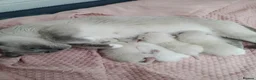 Ragdoll cats for sale: 🏆🥇Champion Bloodline🧸😻Ragdolls💖 in Ilford - Advert 9