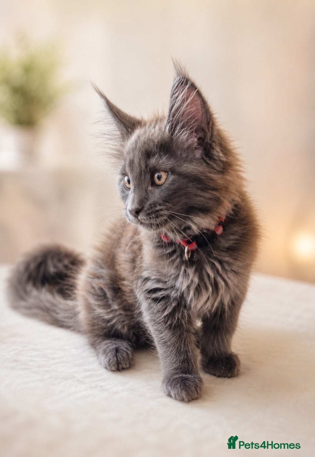 Maine Coon cats Pure bred mainecoon kittens - Advert 8