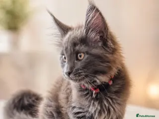 Maine Coon cats Pure bred mainecoon kittens - Advert 8