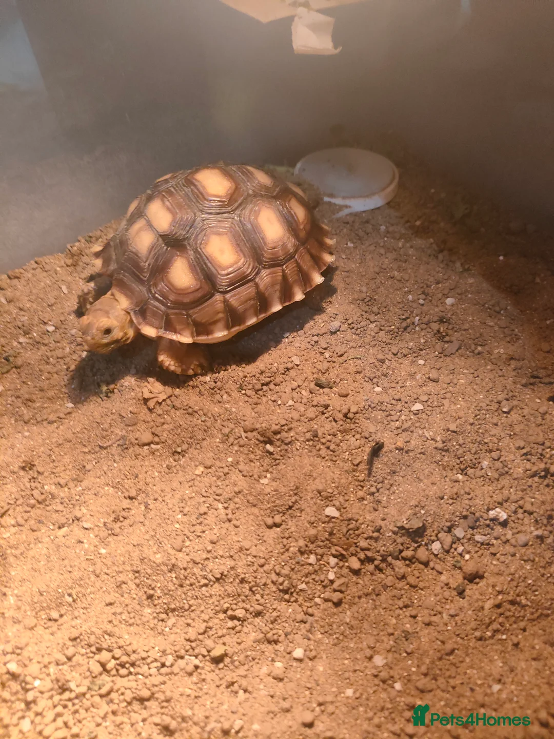 Tortoise reptiles for sale: Sulcata tortoise  - Advert 1