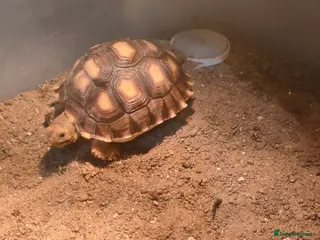 Tortoise reptiles Sulcata tortoise - Advert 1