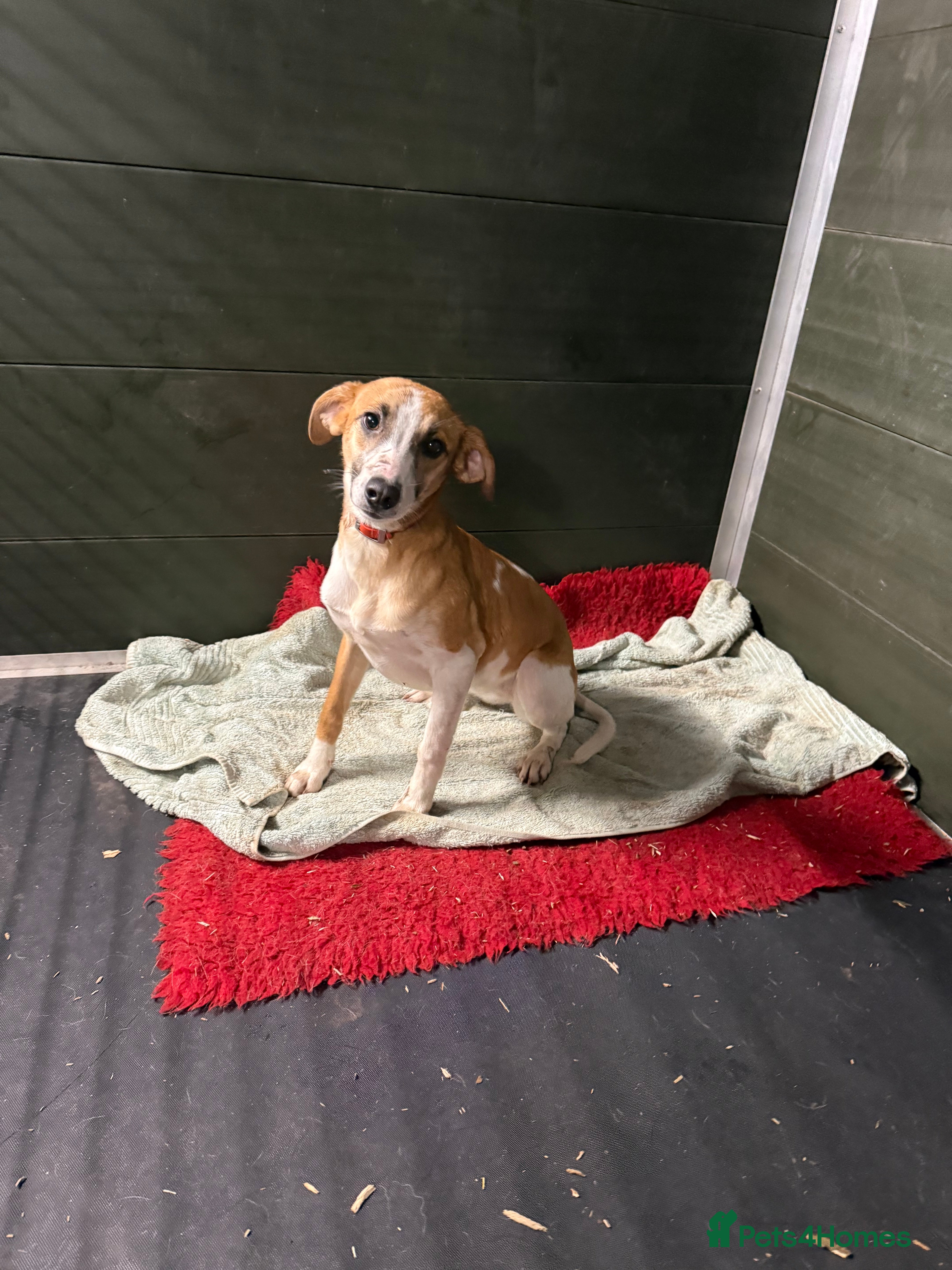 Greyhound dogs Super sweet and super happy pup - Advert 1