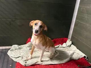 Greyhound dogs Super sweet and super happy pup - Advert 17