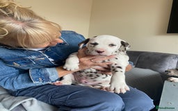 Dalmatian dogs for sale: Top quality show type Dalmatian pups 🐶  - Image 24