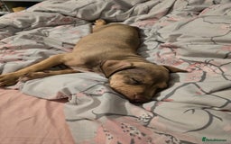 Mixed Breed dogs for sale: Bull mix - Advert 2