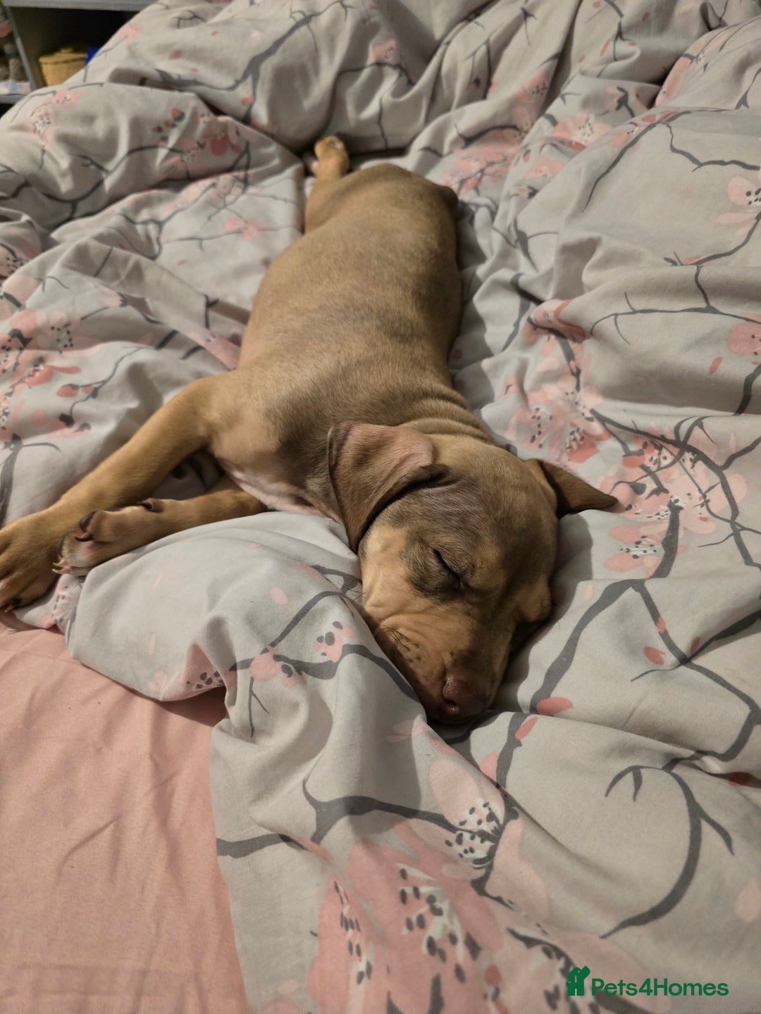 Mixed Breed dogs for sale: Bull mix - Advert 2