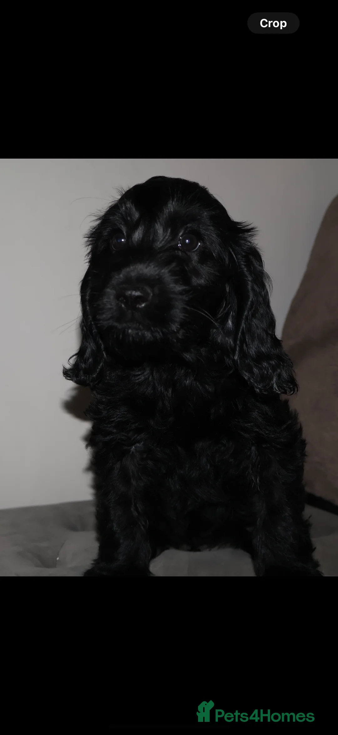Cockapoo dogs for sale: outstanding cockapoo puppy’s available  - Advert 2