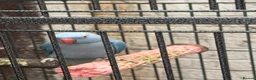Ringnecks birds for sale: Blue mail - Advert 6