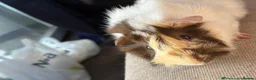 Guinea Pig rodents for sale: Brown blonde and white male guinea pig  - Advert 1