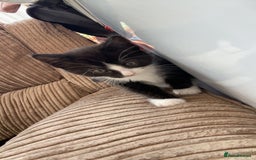Mixed Breed cats for sale: 6 beautiful kittens - Image 6