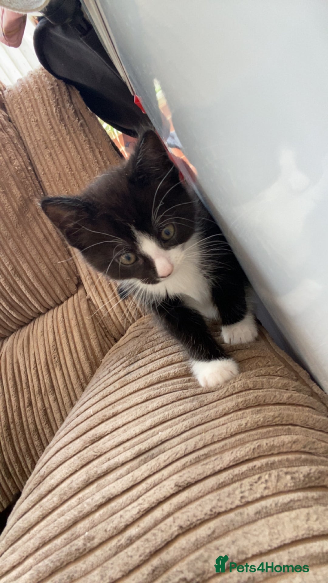 Mixed Breed cats for sale: 6 beautiful kittens - Image 6