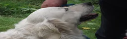 Golden Retriever dogs for stud: CHAMPION SIRED STUD DOG - Advert 1
