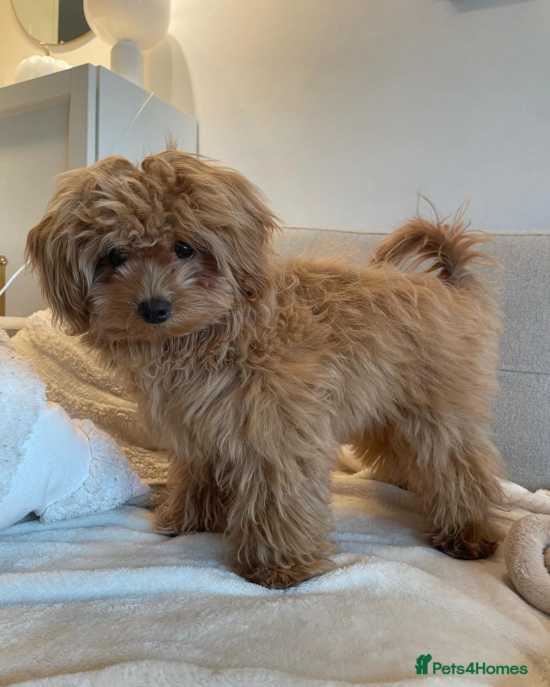 Cavapoo dogs for sale: Cute Maltipoo Puppy For Rehome in Hemel Hempstead - Advert 4