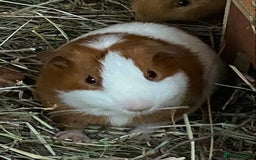 Guinea Pig rodents for sale: Gorgeous mix of baby piggies  - Image 4