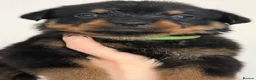 Rottweiler dogs for sale: Only 4 Beautiful Rottweiler Pups Ready in 2 weeks  - Advert 27