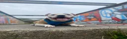 Mixed Breed dogs for sale: Staffy x mixed breed - Advert 3