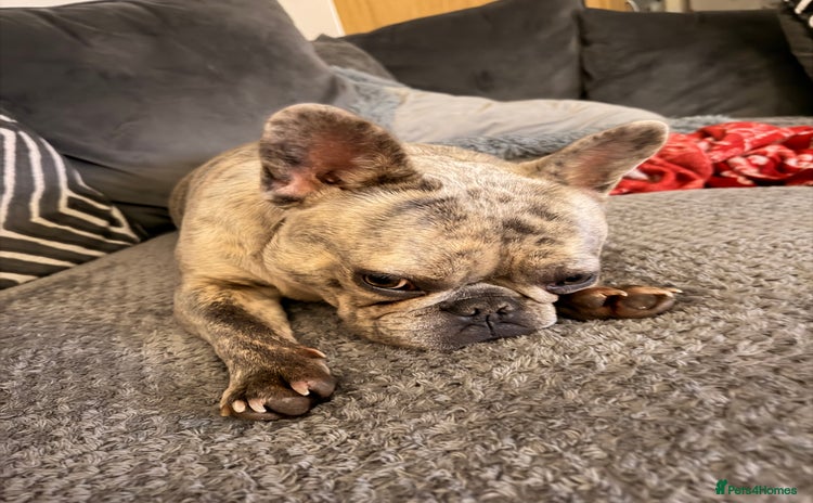 French Bulldog dogs - Advert 3