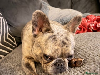 French Bulldog dogs for sale - Advert 1