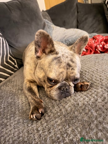 French Bulldog dogs - Advert 3