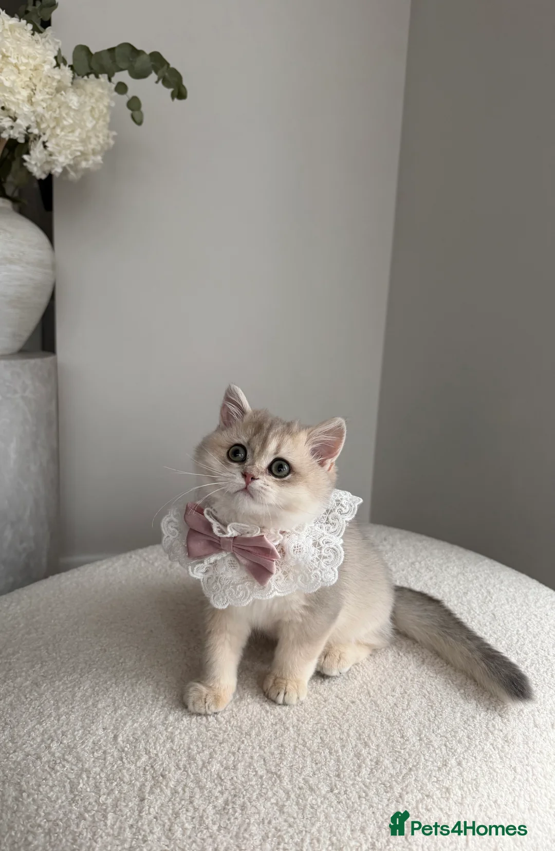 British Shorthair cats for sale: Blue Golden British Shorthair kitty - Advert 12