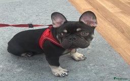 French Bulldog dogs for sale: Beautiful Health Checked French bulldog  - Image 1