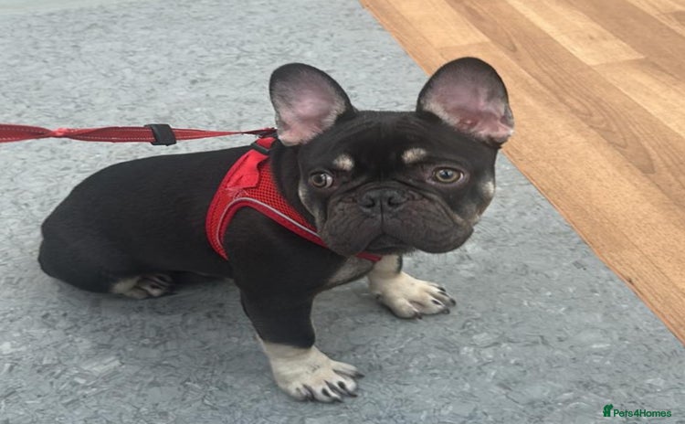 French Bulldog dogs - Advert 2