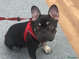 French Bulldog dogs - Advert 8