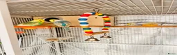 Budgerigars birds for sale: 6 Beautiful Budgies for Sale Including Cage & Food in Stevenage - Advert 3