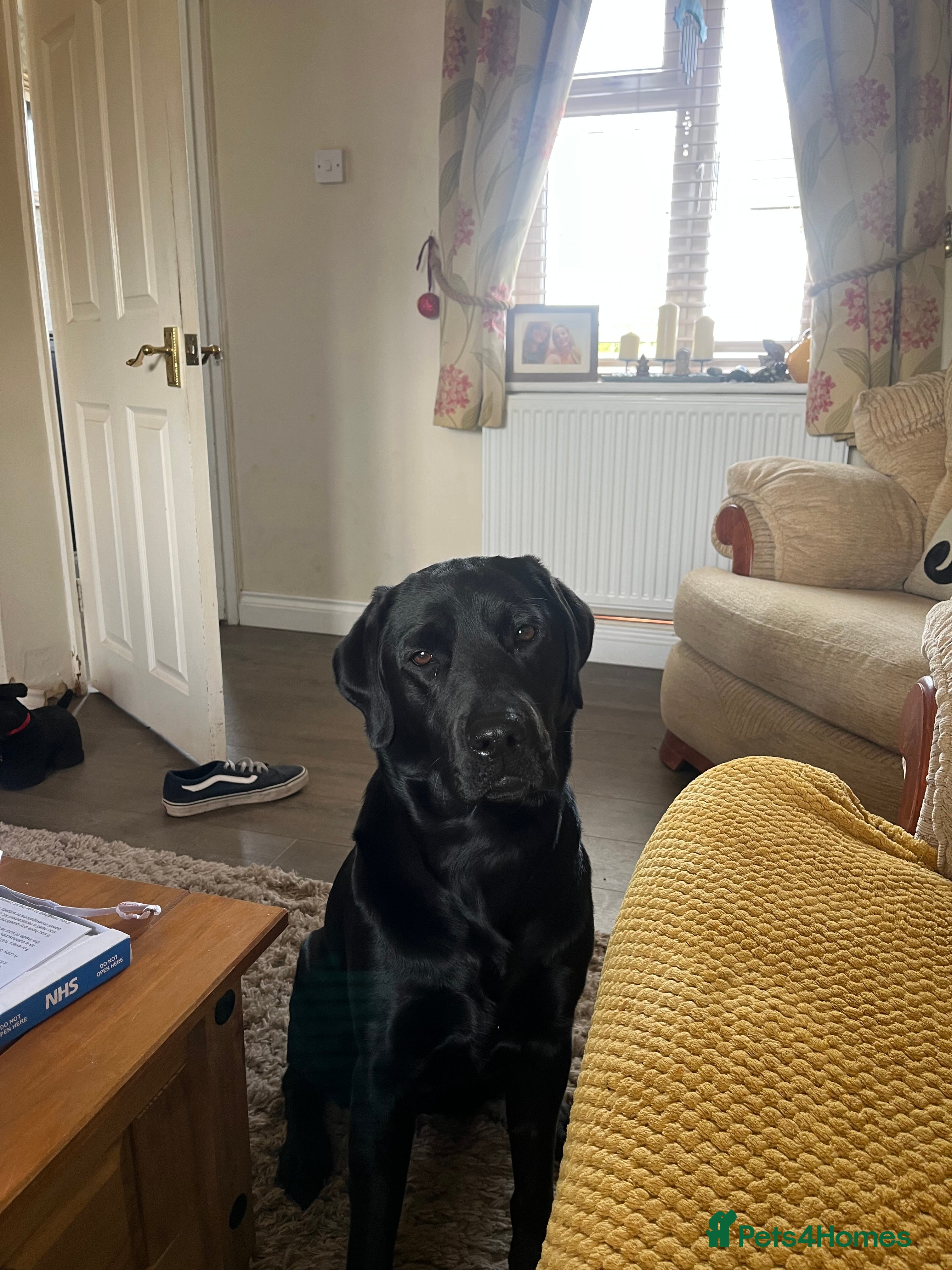 Labrador Retriever dogs Yellow - Advert 10