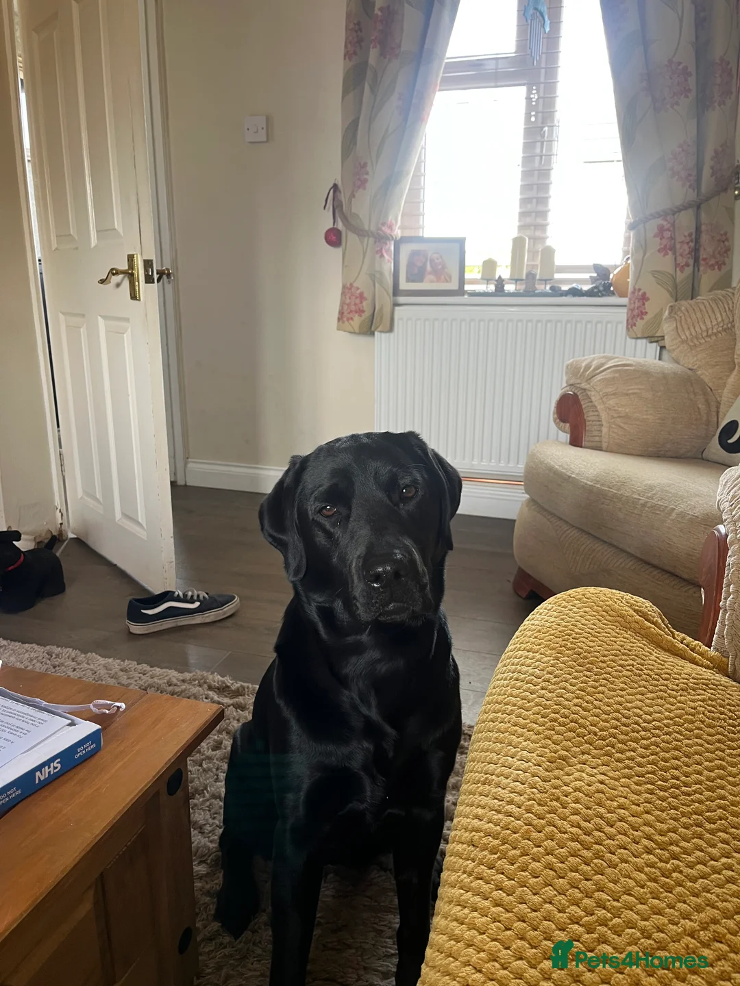 Labrador Retriever dogs for sale: Yellow - Advert 1