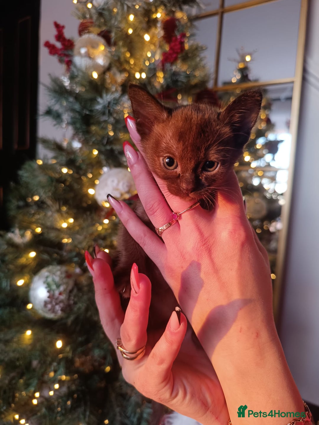 Burmese cats for sale: Lovely Burmese kitten's - Advert 11