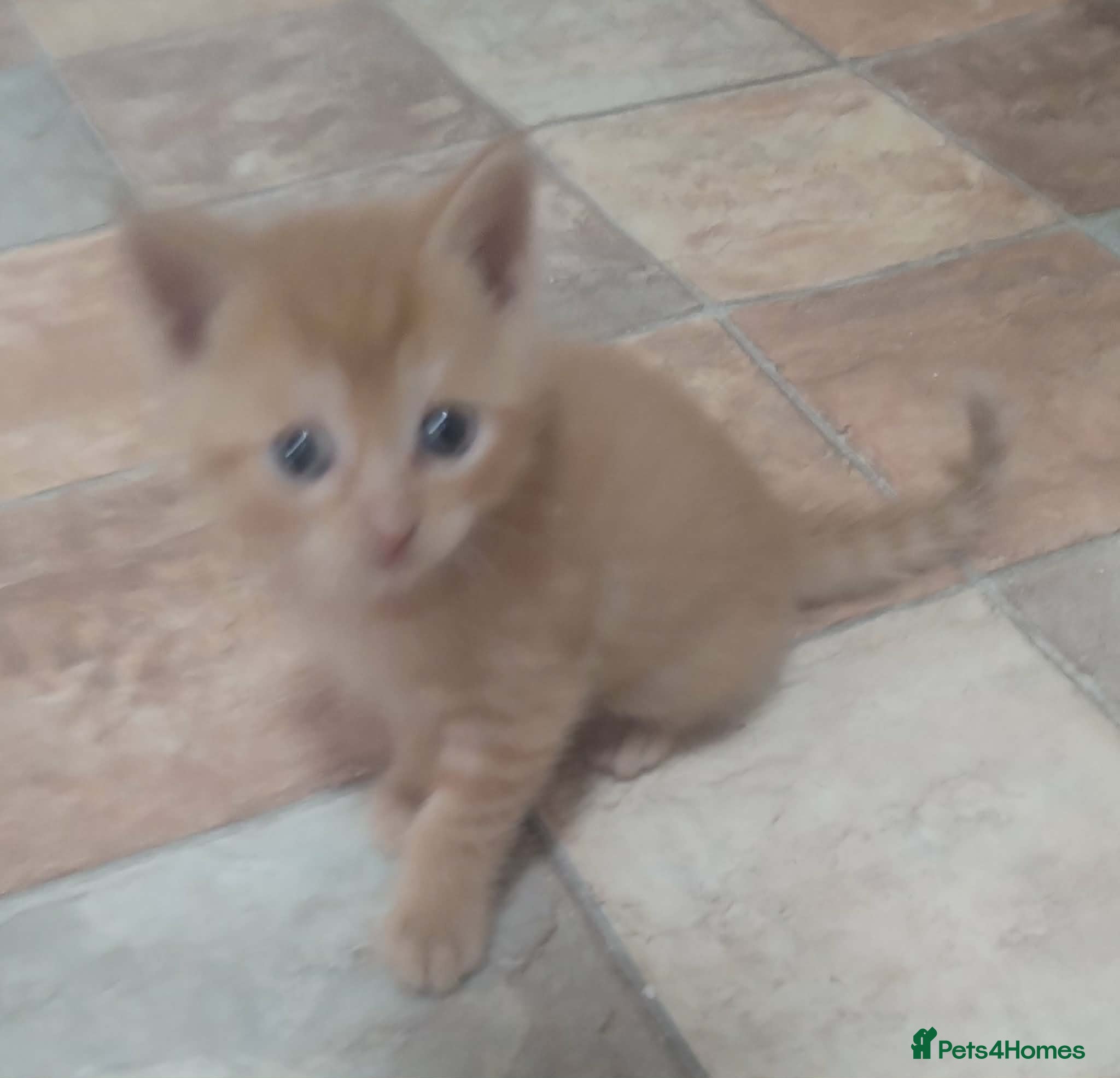 British Shorthair cats for sale: British short hair kittens in Cleckheaton - Advert 16