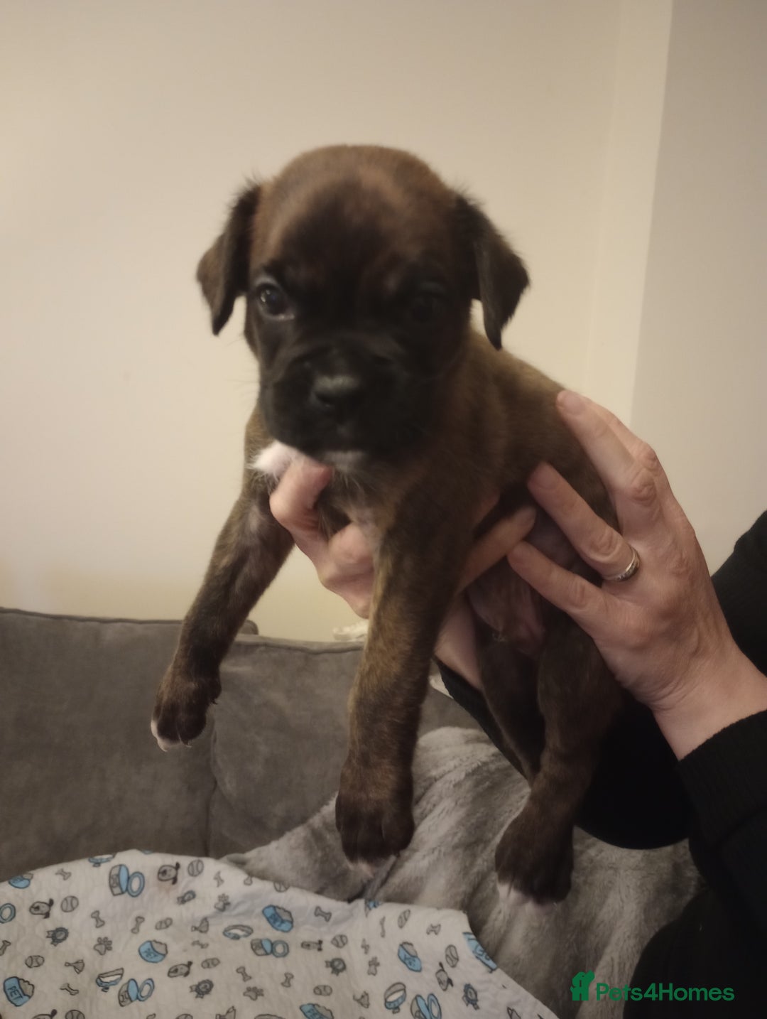 Boxer dogs for sale: Boxer Puppies  - Advert 17